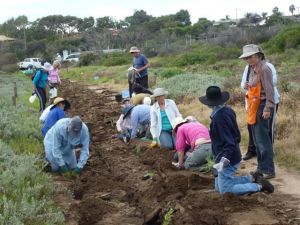 2014 Grants: Members of the Friends of Bluff Point and other volunteers work together to rehabilitate vegetation bordering the Chapman River Estuary.