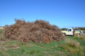 Removed Boxthorn ready for burning