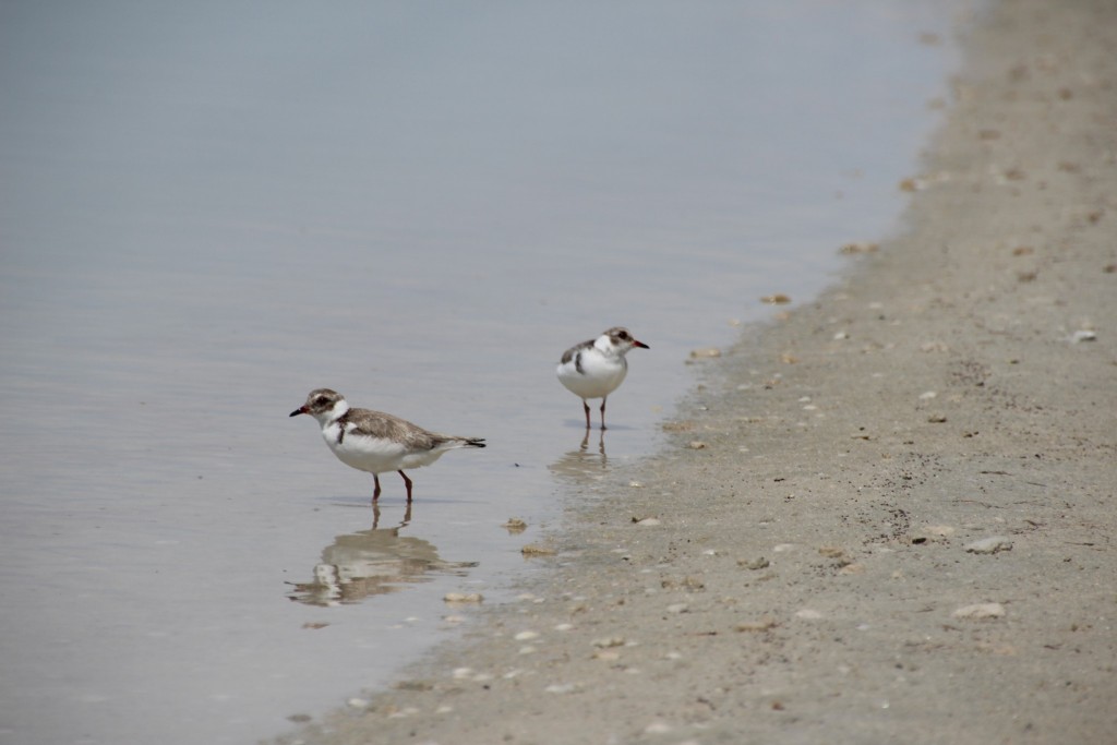 Two Hooded Plovers along the edge of a gypsum pond.