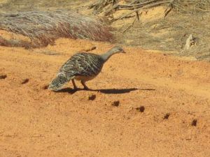 Malleefowl2