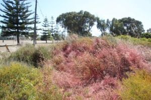 Pink dye marks where Pyp Grass has been sprayed with herbicide