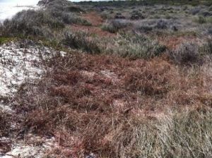Native vegetation has a greater chance to revegetate after Pyp Grass is removed.