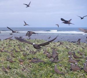 Brown Noddies on Lancelin Island (Photo N. Dunlop).
