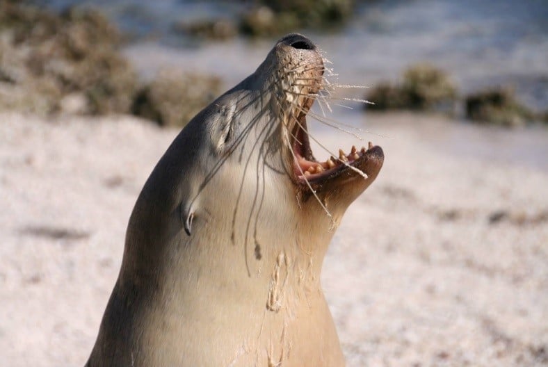 Sealion