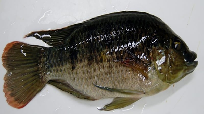 Theres Something Fishy Going On