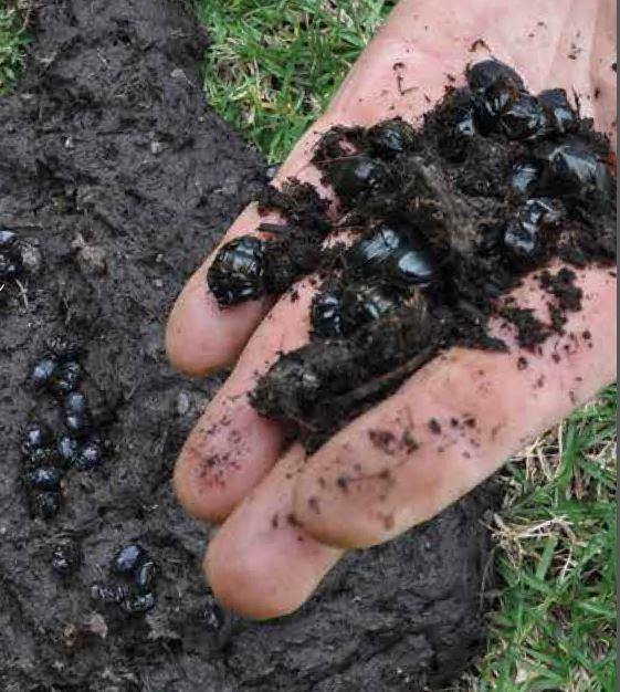 Dr Bernard Doube’s dung beetles research site