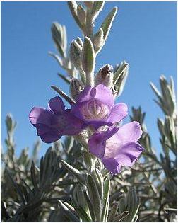 Eremophila