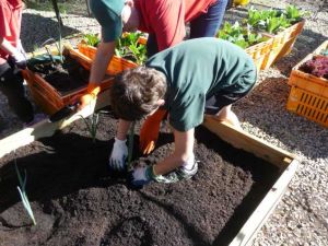 Gingin District Senior High School sustainable school garden project