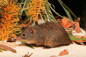 Parantechinus apicalis or dibbler is listed as Endangered.Picture: Perth Zoo