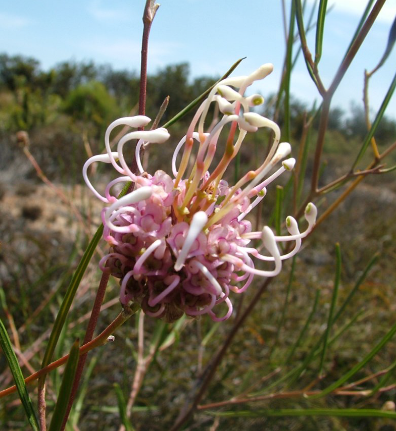 Grevillea bracteosa subsp. howatharra