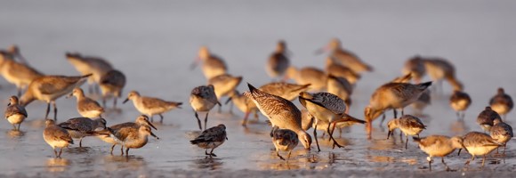 birds