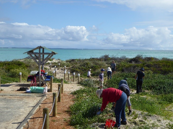 Volunteers from NACC and the Cervantes Ratepayers, Progress Association and Coastcare Group plant seedlings along the Thirsty Point beach entrance path.