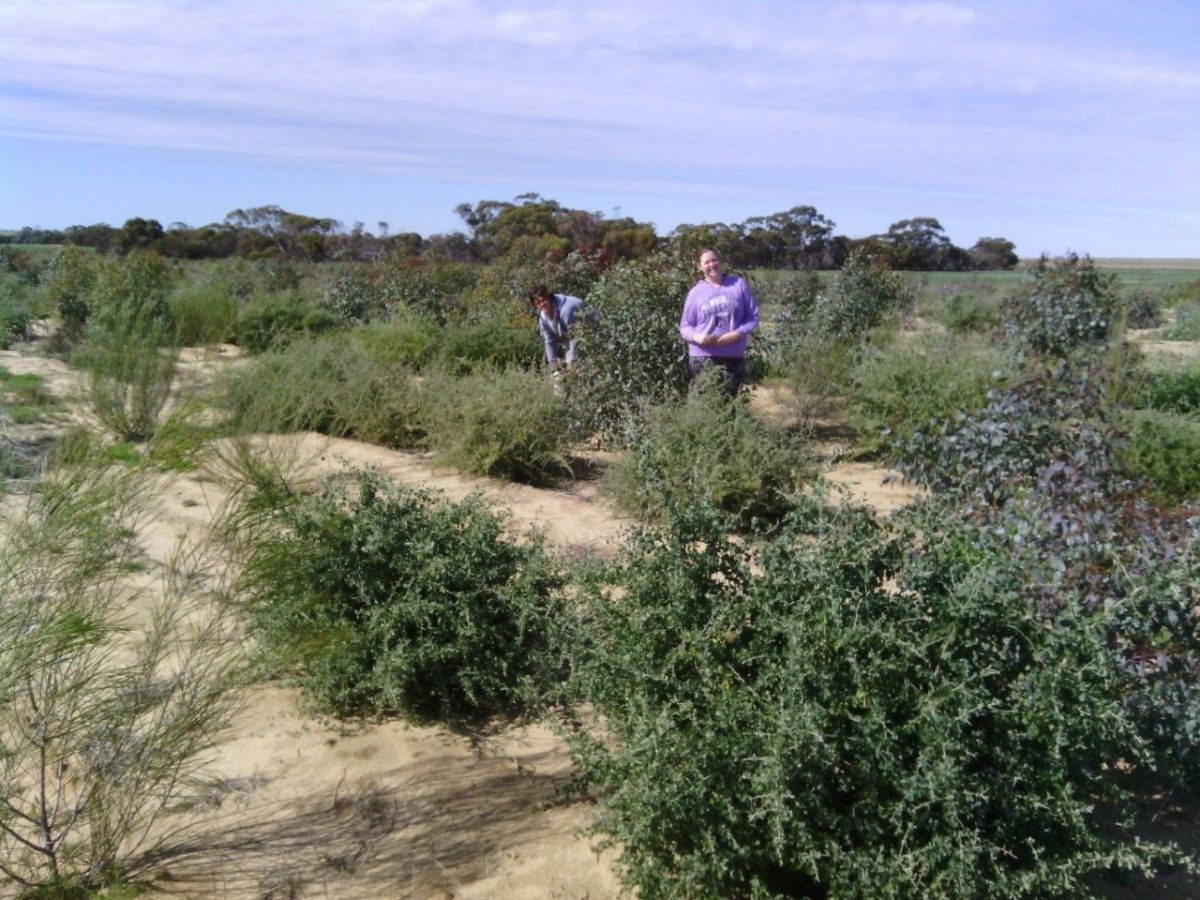 Erin and Michelle Logue (children of Phil and Bev Logue) in the 1 year old mixed native tree planting.