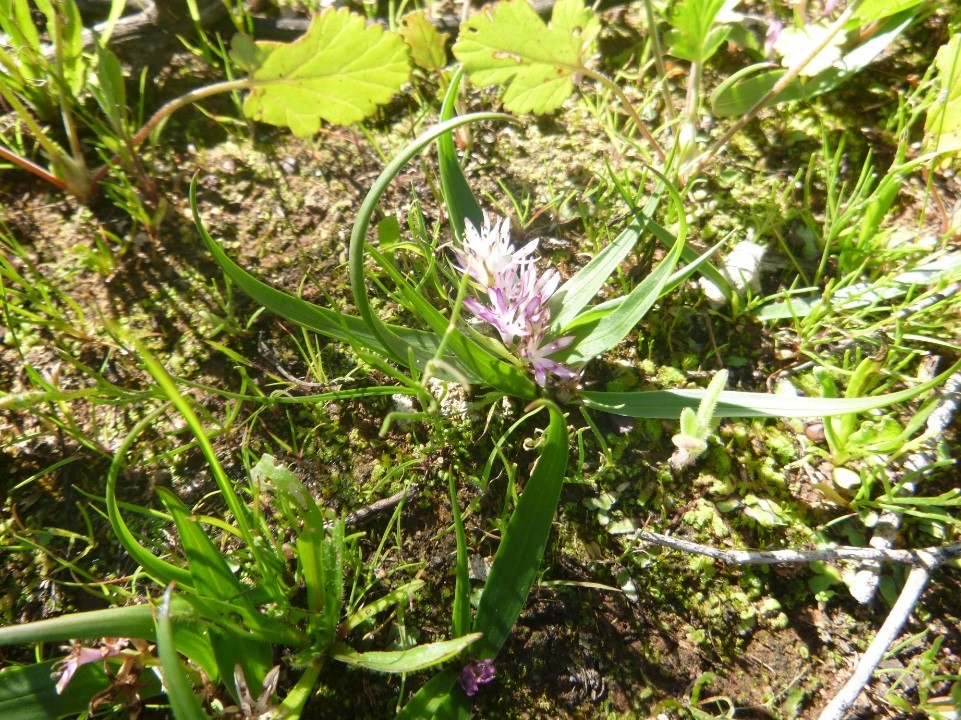 Wurmbea tubulosa or the Long-flowered Nancy, grows in clay and sandy clay, clay loam or brown loam under shrubs on riverbanks and is this week's featured endangered species.