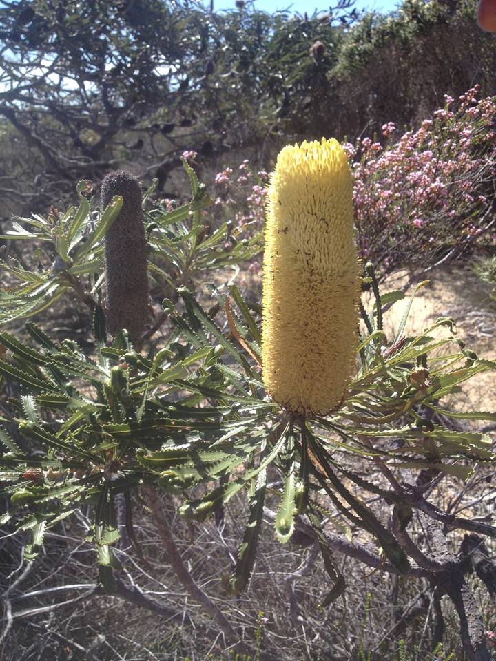 Candlestick banskia found in the Northern Agricultural Region