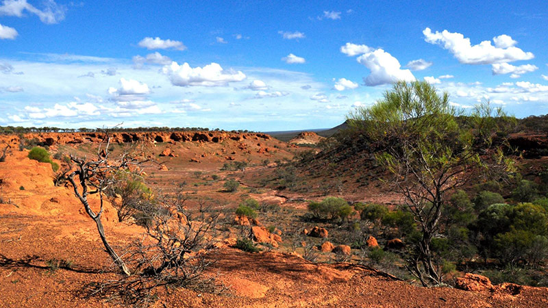 Biodiversity-feature-image