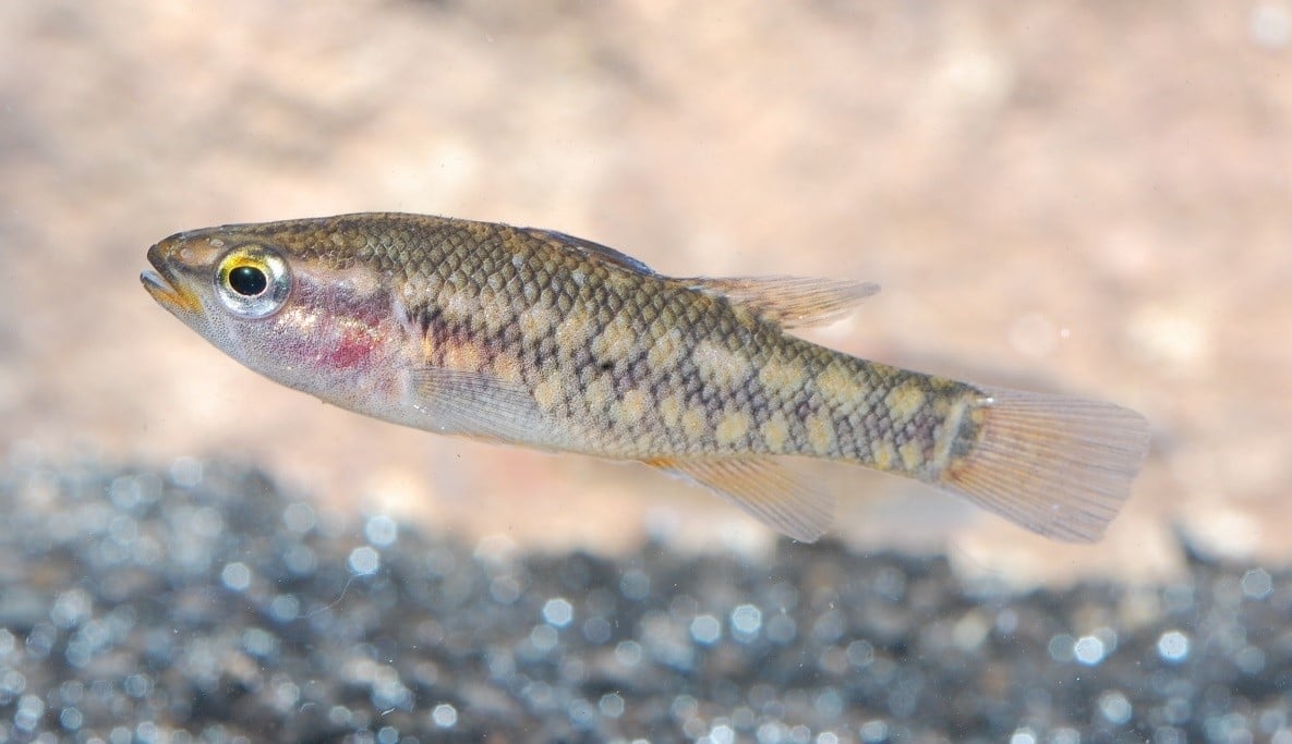 The Balston's pygmy perch is currently regarded as the rarest of all the endemic freshwater fish of Australia’s south-west.