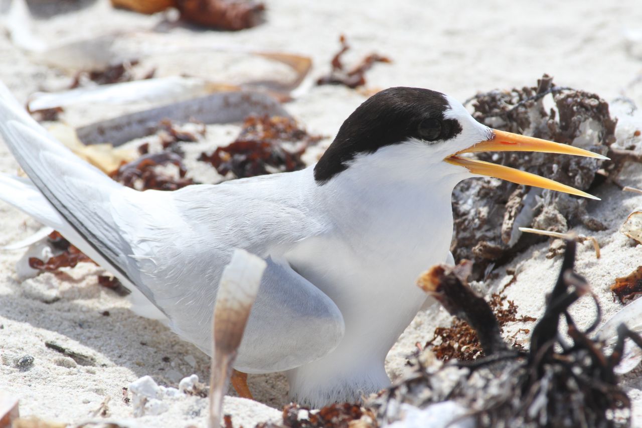 A Fairy Tern sits on its nest scrape. Picture: (DPAW)