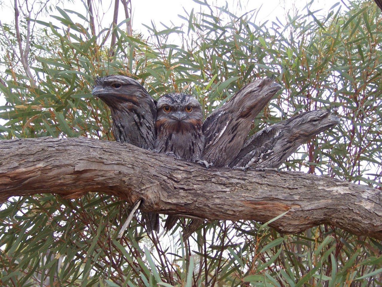The Northern Agricultural Region is home to thousands and diverse plant and animal species.