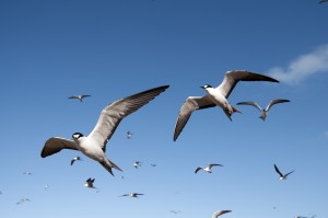 Sooty terns in flight