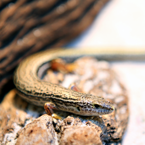 Lancelin Island Skink