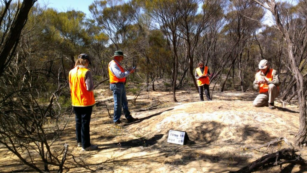 Monitoring with Tim Burnard (kneeling) National Malleefowl Co-ordinator from Casterton, Victoria.