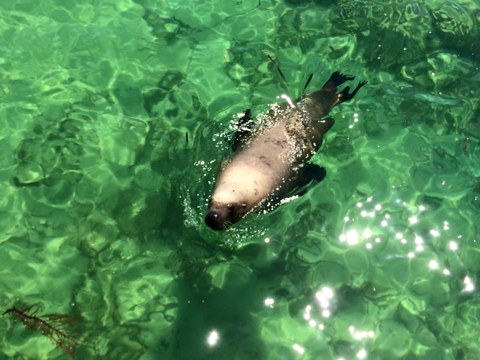 seal