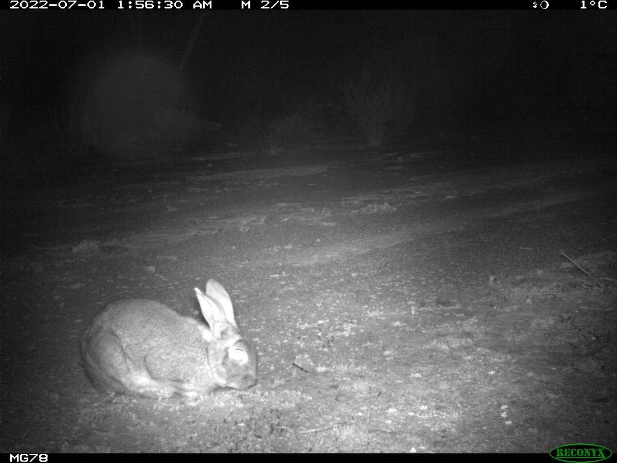 Feral Rabbits: Small Pest, Big Impact – NARvis
