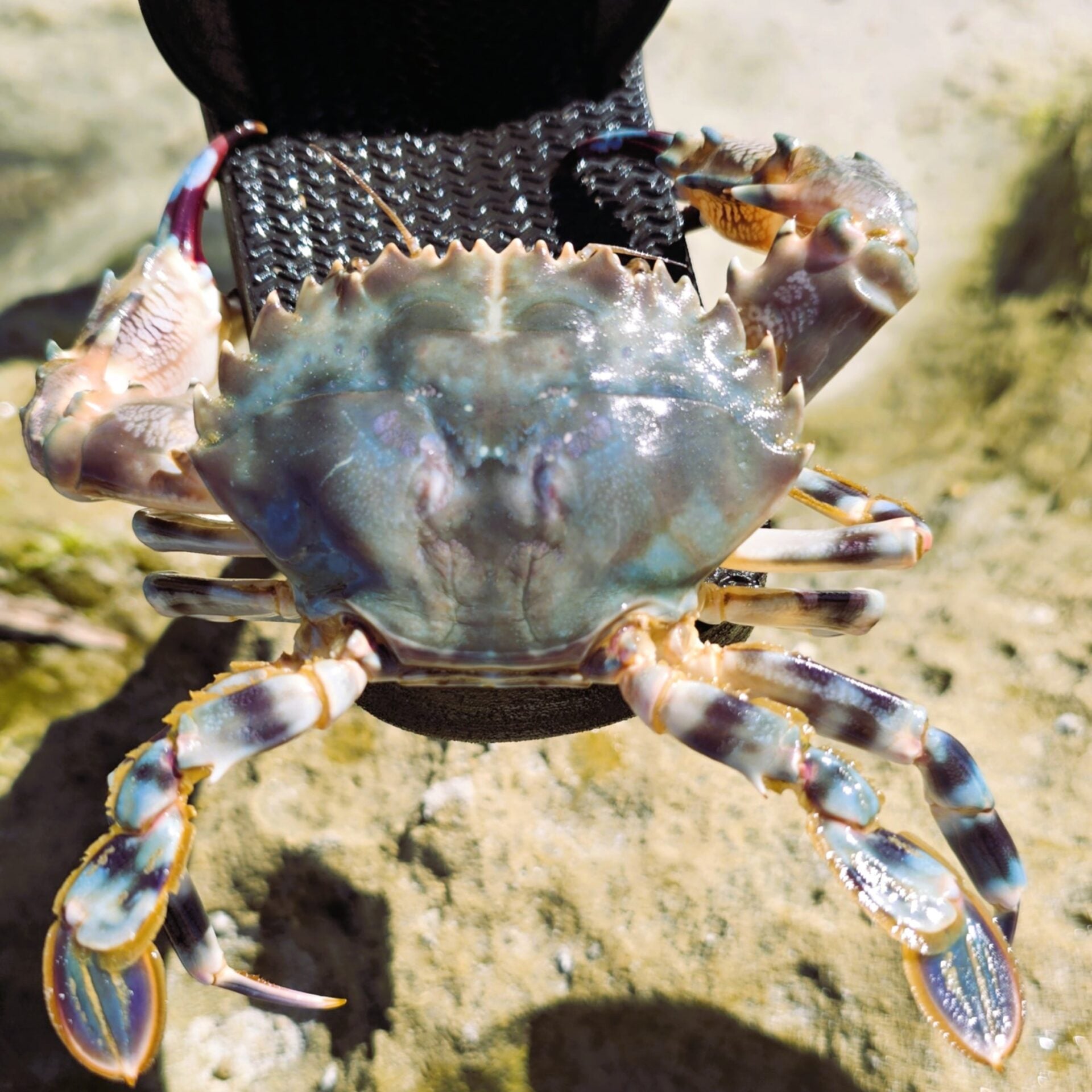 Banded Leg Swimming Crab 1