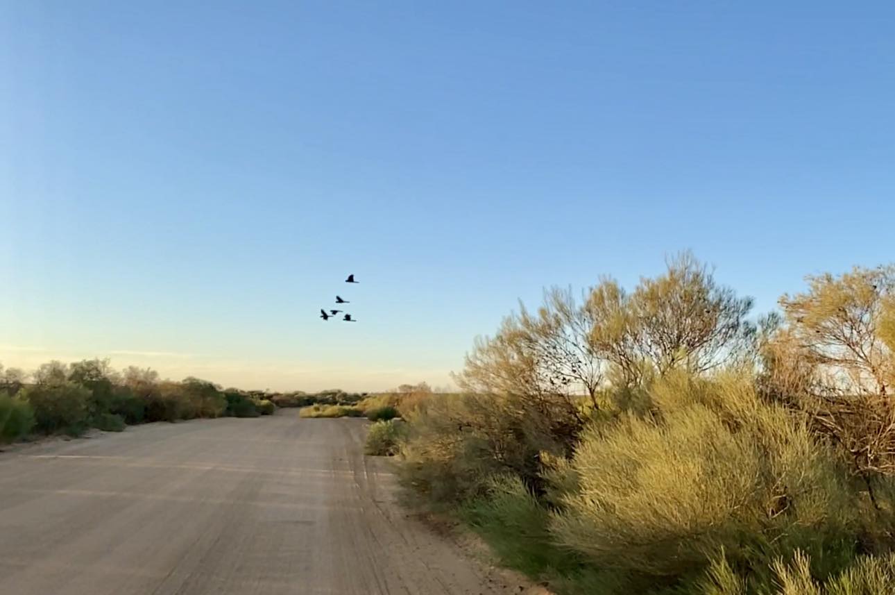 A crackle of Carnaby’s cockatoos spotted soaring into the sunset