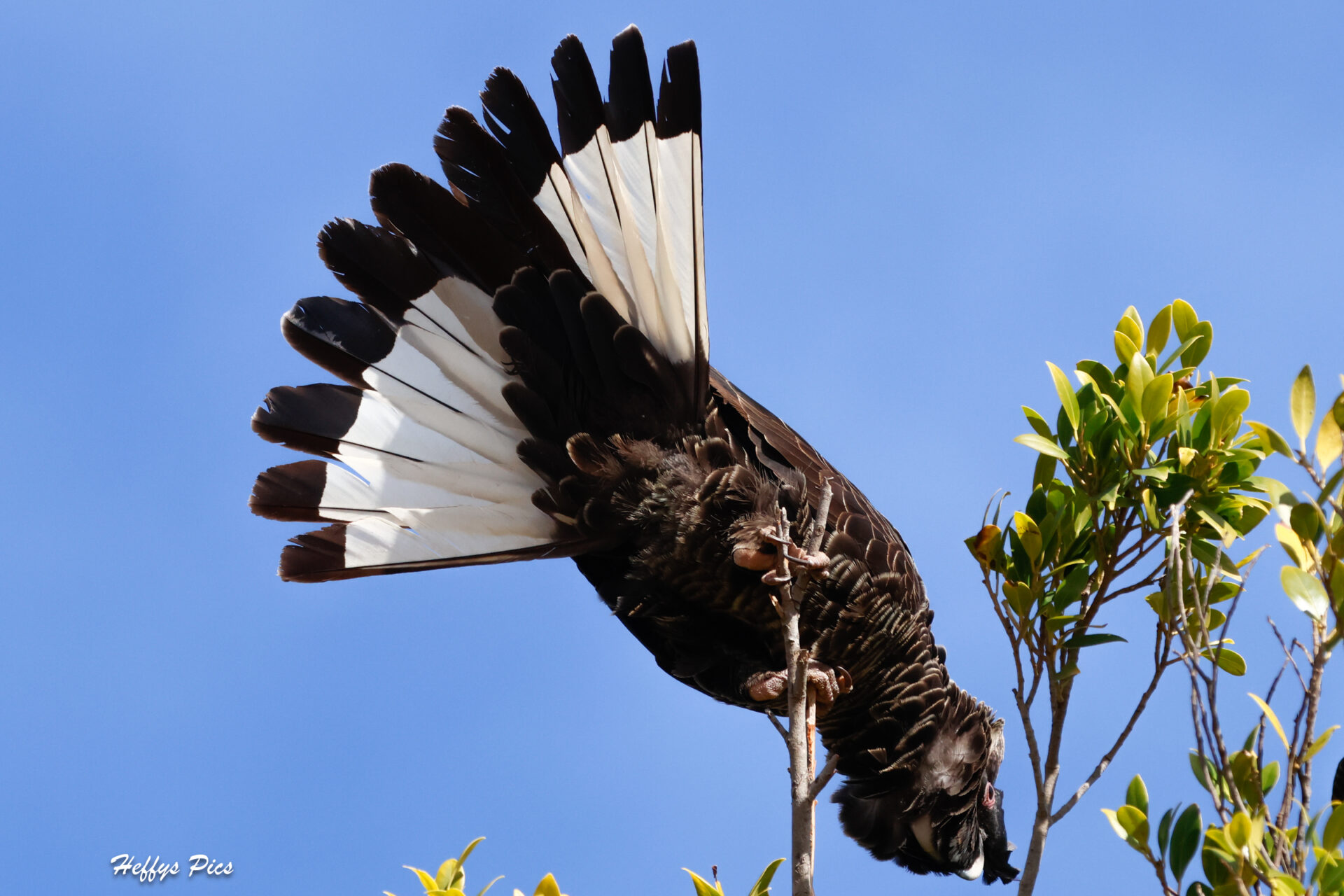 Carnaby tail fanning.8 jpg
